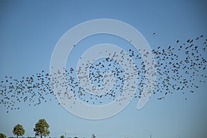 Starlings and lapwings ready for migration over the field. Flock of birds flying to south in autumn.