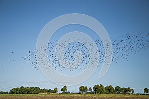 Starlings and lapwings ready for migration over the field. Flock of birds flying to south in autumn.