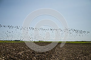 Škorce a chochlačky pripravené na migráciu po poli. Kŕdeľ vtákov lietajúcich na juh na jeseň.