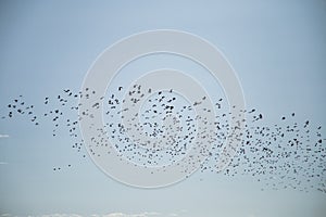 Starlings and lapwings ready for migration over the field. Flock of birds flying to south in autumn.