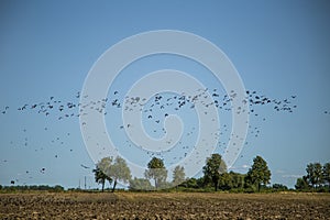 Škorce a chochlačky pripravené na migráciu po poli. Kŕdeľ vtákov lietajúcich na juh na jeseň.