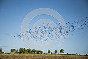 Starlings and lapwings ready for migration over the field. Flock of birds flying to south in autumn.