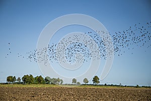 Starlings and lapwings ready for migration over the field. Flock of birds flying to south in autumn.