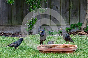 Starlings meeting at the bird bath