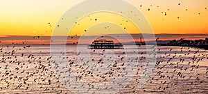 Starlings murmurating at sunset infront of west pier Brighton