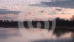 Starlings murmuration in the sky reflection in lake