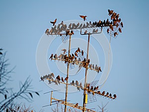 Starlings over an antenna in Milan