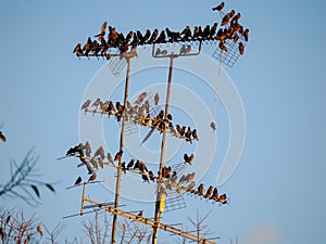 Starlings over an antenna in Milan