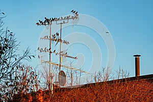 Starlings over an antenna in Milan