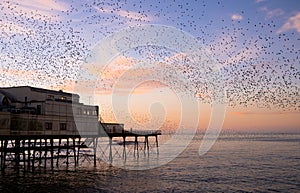 Starlings Roosting at Sunset photo