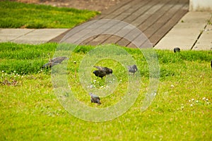 Starlings searching for the worm on the ground. A common starling, also known as the European starling, sturnus vulgaris, eating w
