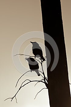 Starlings Silhouettes photo