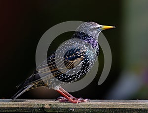 Starlings are small to medium-sized passerine birds in the family Sturnidae.