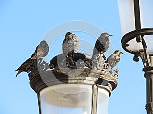 Starlings on streetlamp