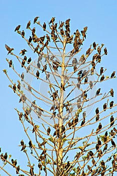 Starlings in tree photo