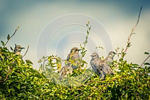 Starlings on the tree