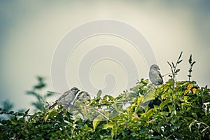 Starlings on the tree