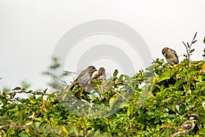 Starlings on the tree