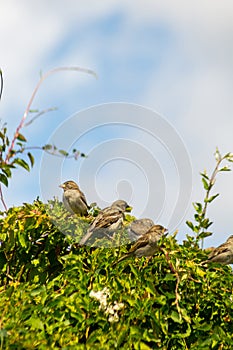 Starlings on the tree