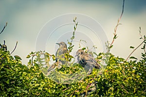 Starlings on the tree