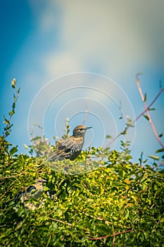 Starlings on the tree