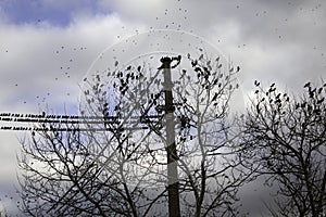 Starlings in trees