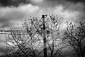 Starlings in trees