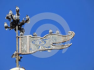 Starlings on wind direction indicator of evangelic church deisel under blue sky