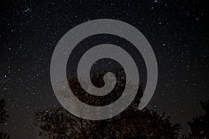 Starlit sky at night - trees and stars