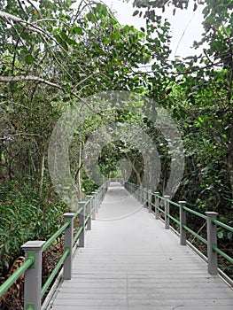 Starr Thomas Memorial Boardwalk at Bailey Homestead Preserve