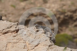 Starred agama enjoing the sun on the rocks in Israel close-up.
