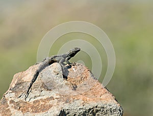 Starred Agama Lizard