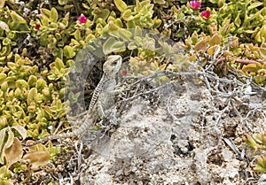 Starred Agama lizard on a rock at the island in Cyprus