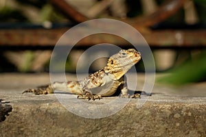 Starred Agama - Stellagama stellio also Lacerta stellio or Laudakia stellio, also known as the starred agama or the roughtail rock