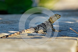 Starred Agama - Stellagama stellio also Lacerta stellio or Laudakia stellio, also known as the starred agama or the roughtail rock