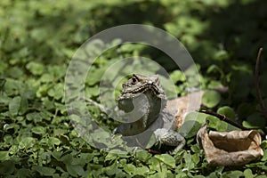 Starred agama, Stellagama stellio within a cyprus garden standing alert and finding prey.