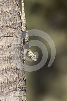 A starred agama sunbathing on a palm tree stem