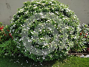 Starred white flowers of  Jasmine shrub are in full bloom