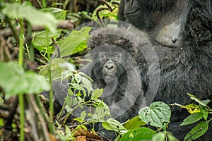 Starring baby Mountain gorilla in the Virunga National Park.