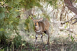 Starring Bushbuck in the Kruger.