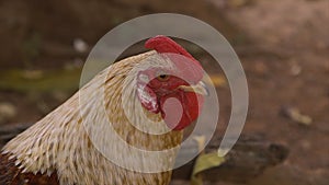 Starring cockerel, Conakry, Guinea