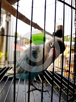 Starring Icy Blue Lovebirds On Cage Tomohon City