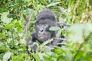 Starring SIlverback Mountain gorilla in the Virunga National Park.