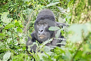 Starring SIlverback Mountain gorilla in the Virunga National Park. photo