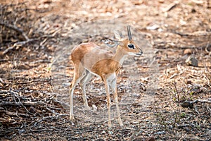 Starring Steenbok in the Kruger.