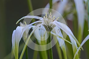 Starrush whitetop Rhynchospora colorata a starry white flower photo