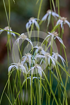 Starrush whitetop Rhynchospora colorata white star grass flowers photo