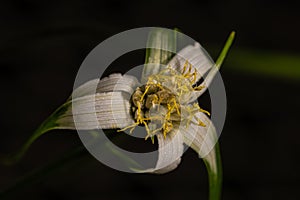 Starrush Whitetop or Star Sedge Flower