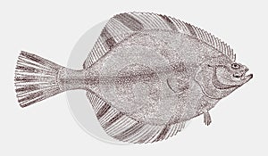 Starry flounder, platichthys stellatus in top view photo