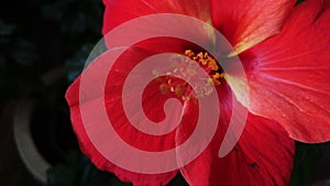 Starry Hibiscus Flower